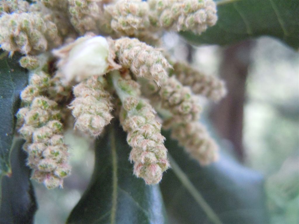 Albero da identificare: Quercus ilex